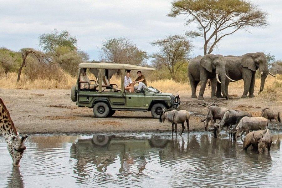 Savannah Safari Escape