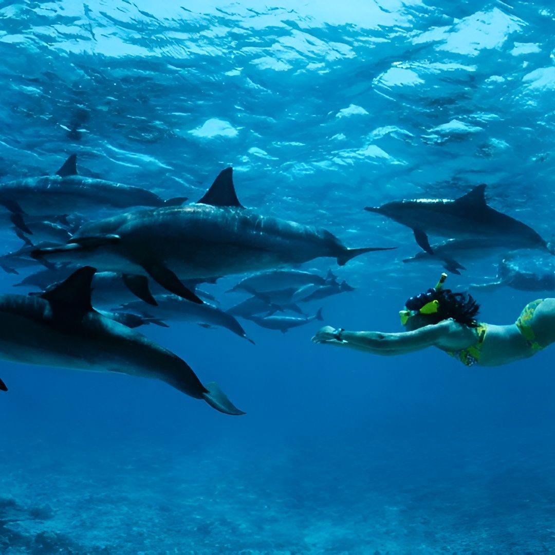 Mnemba Luxury Snorkeling Experience